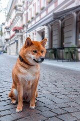 Red dog shiba inu in the city. Cute puppy on the street. A walk through the old city center.