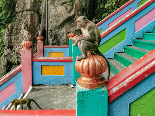 Monkeys at Batu Cave in Kuala Lumpur, Malaysia.