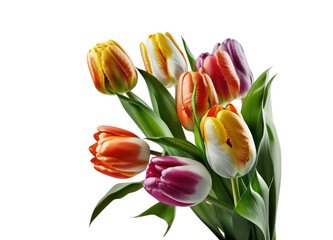Colorful tulips bunch isolated on transparent background. PNG,  Generative AI - obrazy, fototapety, plakaty