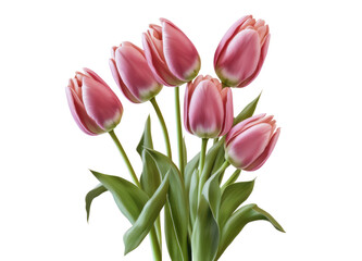 Pink tulips bouquet isolated on transparent background. PNG,  Generative AI - obrazy, fototapety, plakaty