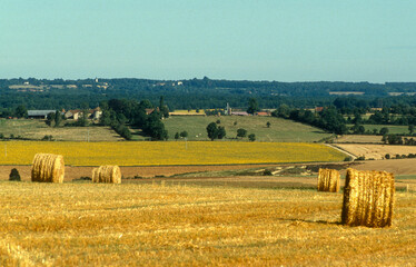 Fototapeta premium Champ, Blé, La Puisaye, 89, Yonne, France