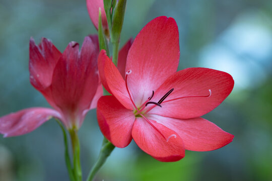 Schizostylis coccinea (Hesperantha coccinea) flower. It's also known as river lily, or crimson flag lily, and it is native to Southern Africa. This cultivar is the Hesperantha coccinea Major.