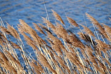 Herbes de la pampa
