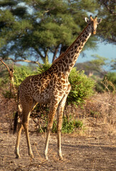 Girafe masaï, giraffa camelopardalis tippelskirchi, Réserve de Masaï Mara, Kenya