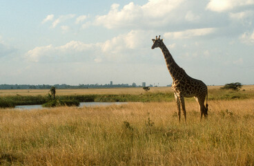 Girafe masaï, giraffa camelopardalis tippelskirchi, Réserve de Masaï Mara, Kenya