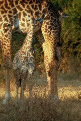 Naklejka na ściany i meble Girafe masaï, giraffa camelopardalis tippelskirchi, Réserve de Masaï Mara, Kenya