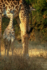 Girafe masaï, giraffa camelopardalis tippelskirchi, Réserve de Masaï Mara, Kenya