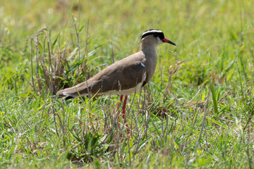 Vanneau couronné,.Vanellus coronatus,  Crowned Lapwing