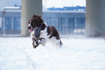 English Sprinter Spaniel dog running in the snow