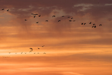 Plakat Sandhill cranes at sunrise; Nebraska