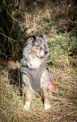 Beautiful merle Australian Shepherd old dog with dirty coat sitting in the sun in the forest