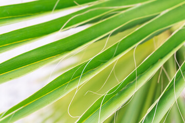 Natural green palm tree background