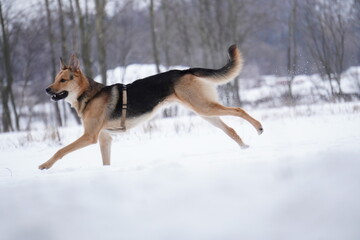 half - breed dog in snow