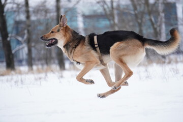 half - breed dog in snow