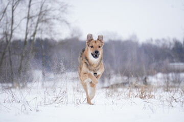 half - breed dog in snow