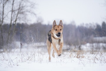 half - breed dog in snow