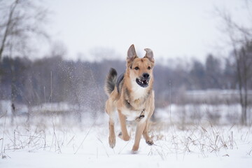 half - breed dog in snow