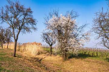 Blossoming blackthorn tree as a sign of the beginning of spring near Maikammer/Germany