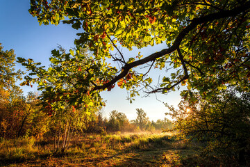 Fototapeta premium Autumn landscape, colorful autumn nature in nice sunny weather at sunset. Autumn oak forest.