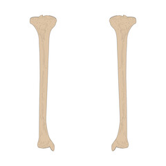 Bones of the human skeleton. The Tibia of the Right Leg and The Tibia of the Left Leg. Anterior (ventral) view.