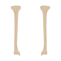 Bones of the human skeleton. The Tibia of the Right Leg and The Tibia of the Left Leg. Anterior (ventral) view.