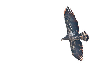 Juvenile bald eagle soaring in the sky taken from below in Davenport, Iowa on a winter day, close up photo