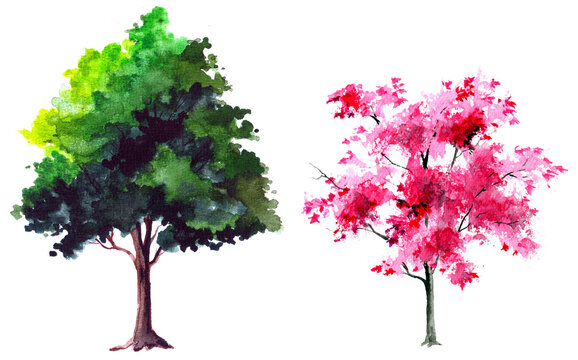 Watercolor painted trees illustration, transparent decorative element, sketch nature object