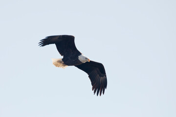 An adult bald eagle flies with bent wings isolated in a blue sky in Davenport, Iowa, on a winter day. 