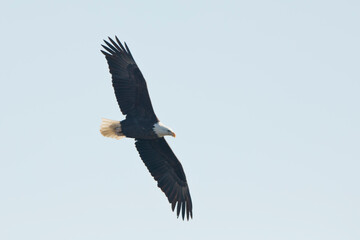 An adult bald eagle flies isolated in a blue sky in Davenport, Iowa, on a winter day, photo taken from below