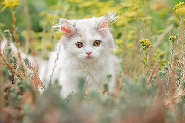 kleine langhaarige Katze spielt im Garten, Kätzchen im Sommer