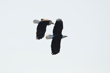Two adult bald eagles soar in a blue sky in Davenport, Iowa, on a winter day. 