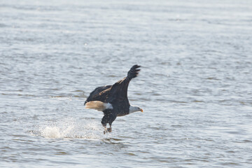 Adult bald eagle fishing on the Mississippi River, making a splash on a winter day in Iowa