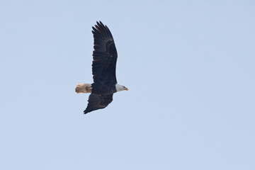 An adult bald eagle flies isolated in a blue sky in Davenport, Iowa, on a winter day. 