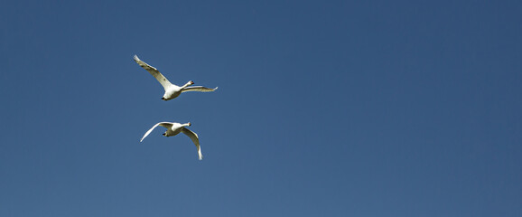 Swans flying against the blue sky. There is room for copy space