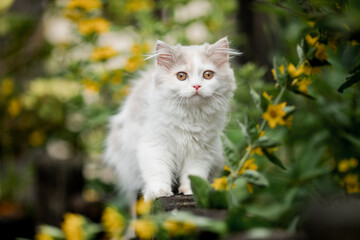 Naklejka na ściany i meble kleine langhaarige Katze spielt im Garten, Kätzchen im Sommer