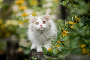 Naklejka na ściany i meble kleine langhaarige Katze spielt im Garten, Kätzchen im Sommer