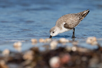 A sanderling searches for a meal along a shelly beach at Honeymoon Island State Park in Dunedin, Florida.