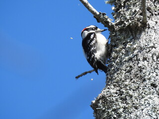 A downy woodpecker pecking at a tree trunk in a wildlife refuge located on the Albemarle Peninsula,...