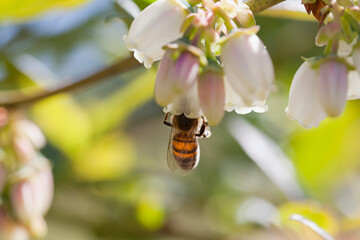 Honey bee polinating blueberry flowers.