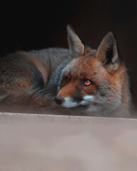 zorro rojo