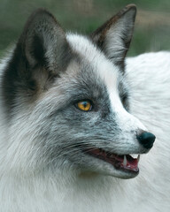 zorro blanco 
