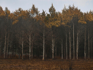 Tall Cedars in Winter