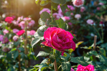 Red rose flower blooming in rose's garden on green nature background red roses flowers Valentine's Day concept.