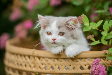 kleine Katze sitz im Sommer in einem Korb im Garten, Kitten mit rosa Blüten