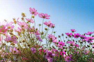 Obraz na płótnie Canvas Pink flowers cosmos bloom beautifully in the garden spring on meadow in sunlight bright blue sky background