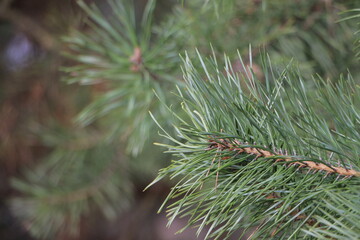 Naklejka na ściany i meble Pine branch. Green pine needles. Close-up. Selective focus. Copy space