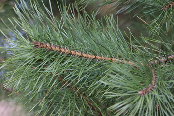 Pine branch. Green pine needles. Close-up. Selective focus. Copy space