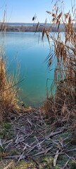tree in the water