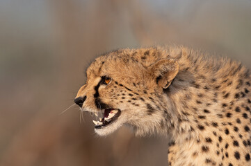 Cheetah in South Africa