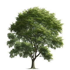 tree isolated on transparent background, generative ai